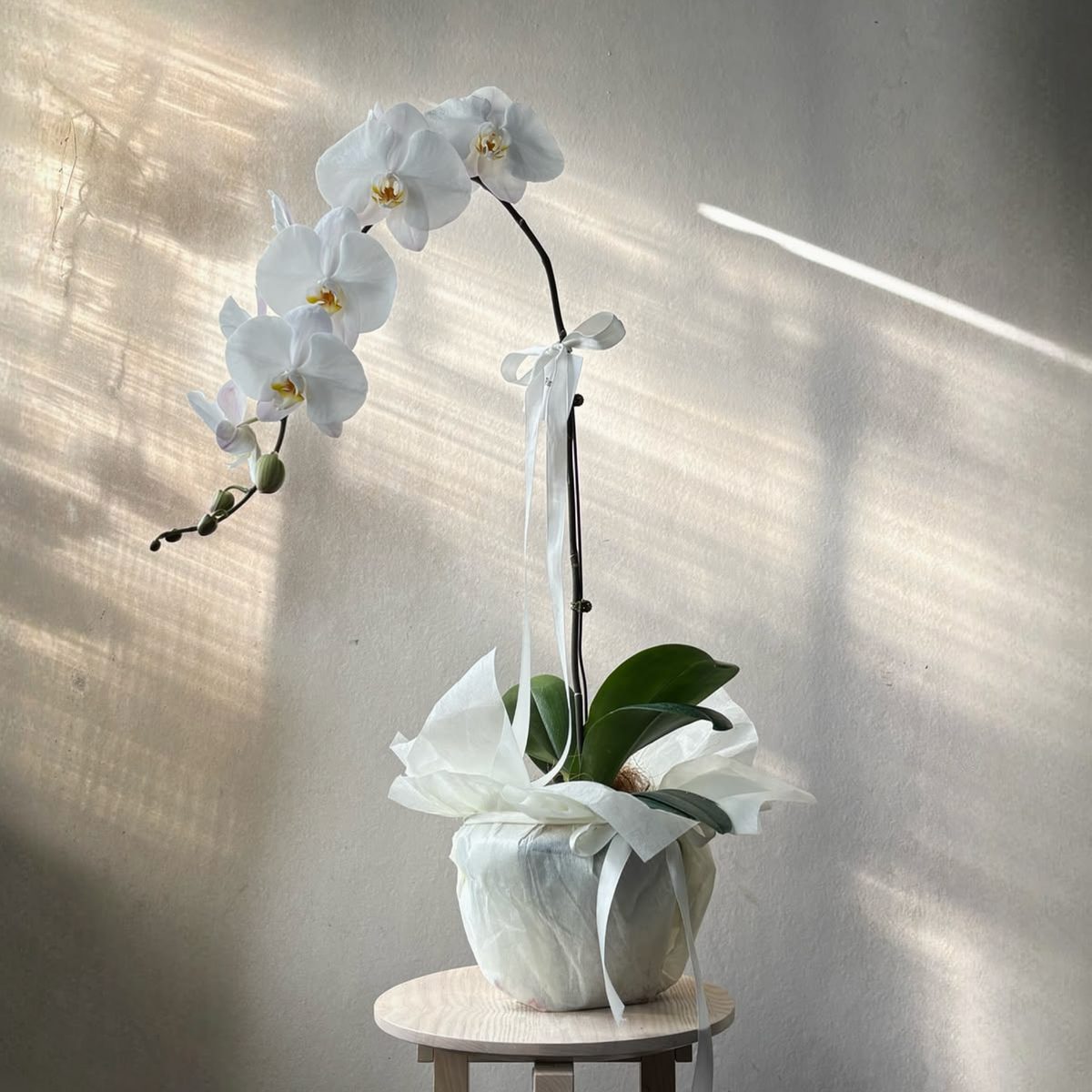 Orquídea Branca + Vaso